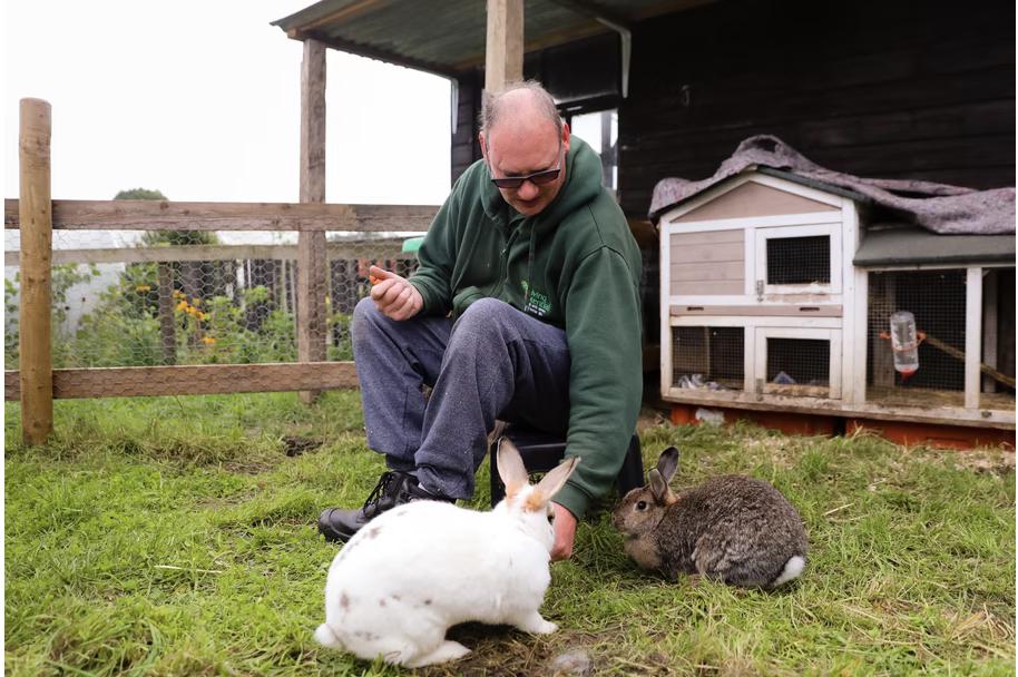 bunnies on farm